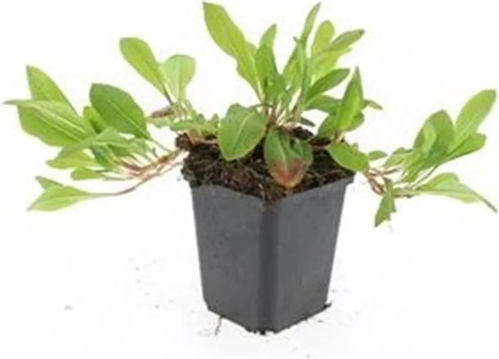 Plante Couvre-sol Persicaria Darjeeling Red - Pack de 12 Godets de 9cm