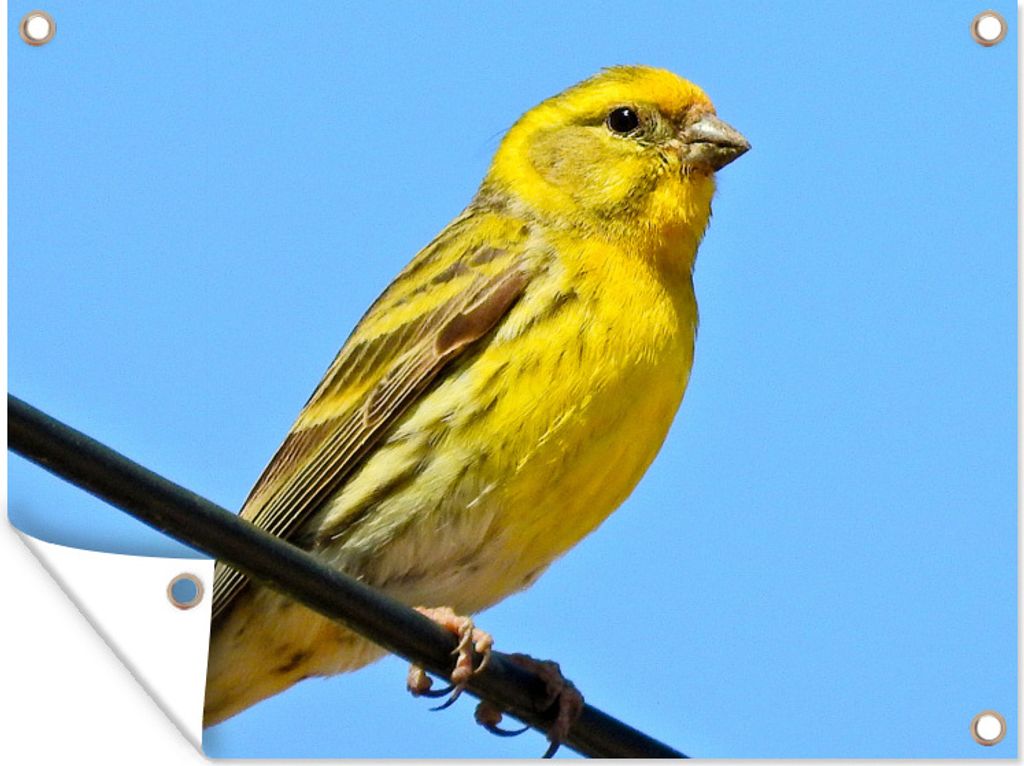 MuchoWow 40x30 cm Outdoor-Poster Gartendeko Sichtschutz Garten Poster für den Garten Europäischer Kanarienvogel auf einem Zweig mit blauem Himm...