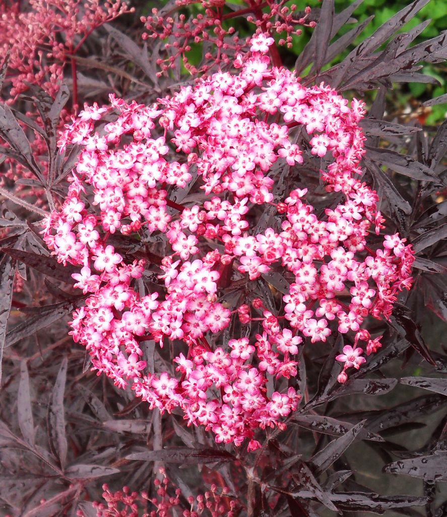 BALDUR-Garten Terrassen-Holunder &amp;quot;Cherry | Kaufland.de