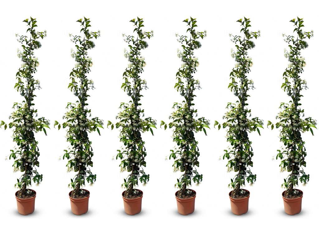 Six potted plants with green leaves and white flowers arranged in a row against a white background.