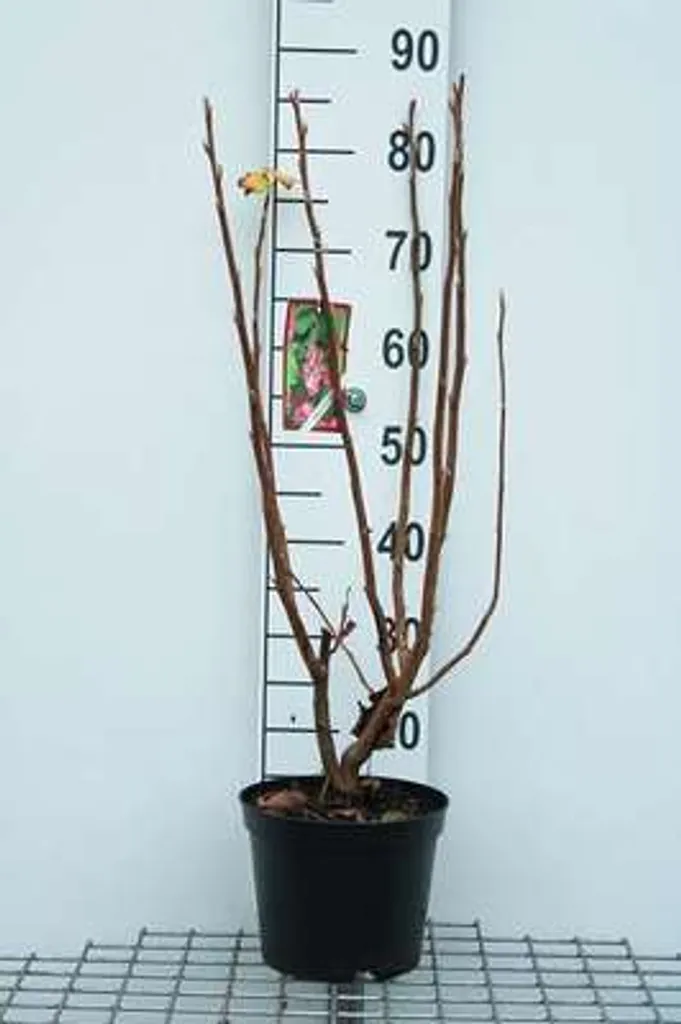 Arbuste facile sans entretien : Ribes Odoratum 50-60 cm résistant