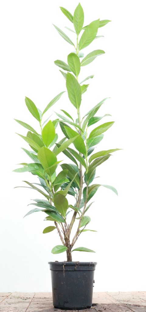 Prunus laurocerasus 'Caucasica', Kirschlorbeer, immergrün, 40–60 cm