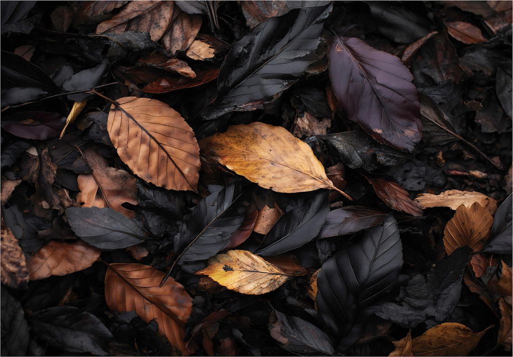 Fototapete Blätter Natur Herbst - 250x175 cm - Vliestapete Wohnzimmer Schlafzimmer - Vlies Fototapete Schwarz - 16282VX5