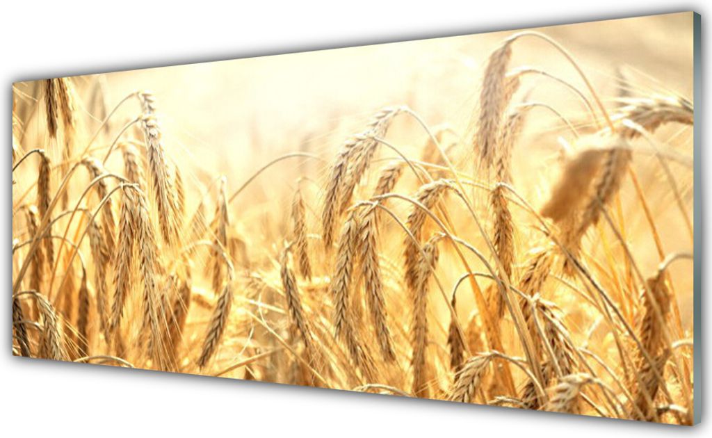 Acrylglasbilder 125x50 Wandbild Druck Weizen Pflanzen