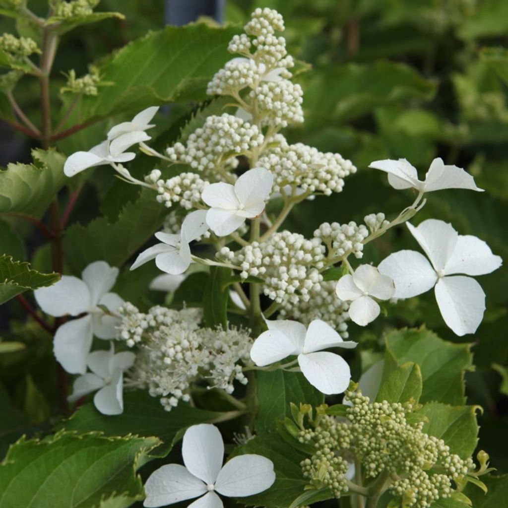 2 x Rispenhortensie - Hydrangea paniculata 'Levana' | 40-50 cm in Container