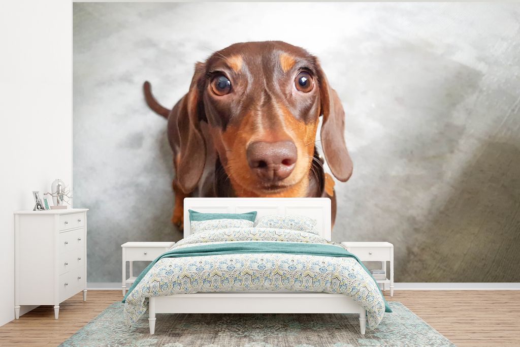 MuchoWow Fototapete für Wohnzimmer oder Schlafzimmer Wandtapete Vinyl Motivtapete Nahaufnahme des Kopfes eines Dackels - 350x260 cm - Wohnzimmer...