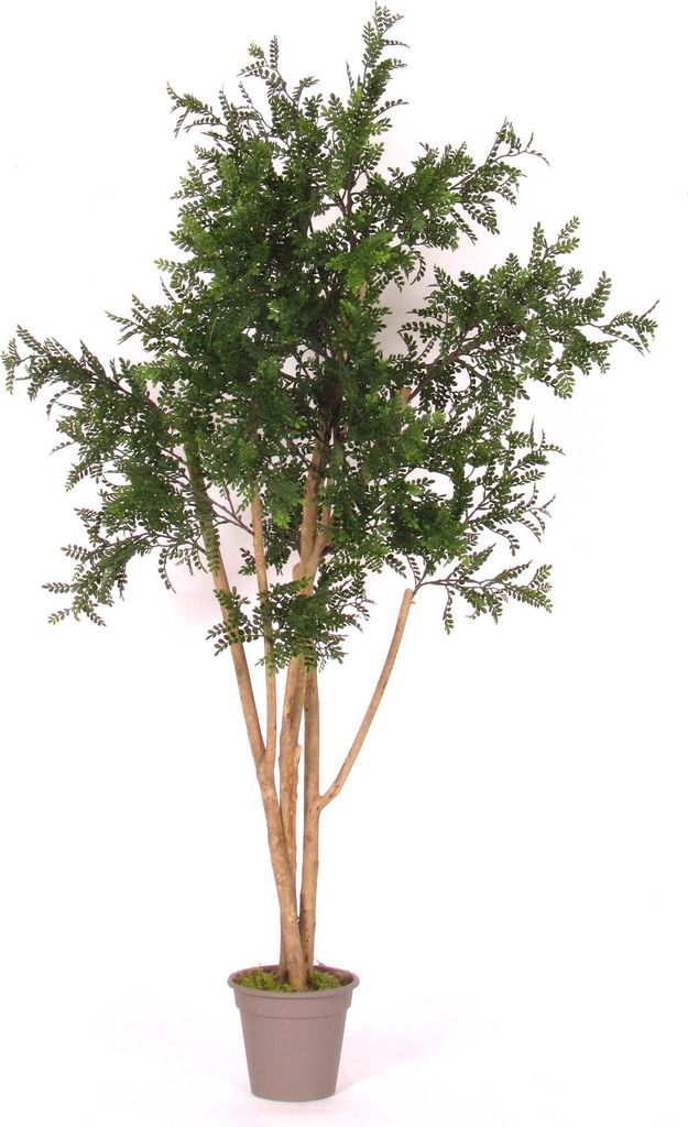 artplants.de Kunst Akazie ANDRIY mit Echtstämmen, crossdoor, grün, 150cm - Italy - Künstlicher Baum
