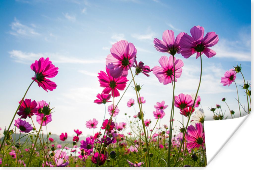 MuchoWow Poster Blumen - Rosa - Cosmea 60x40 cm - Schlafzimmerdekoration