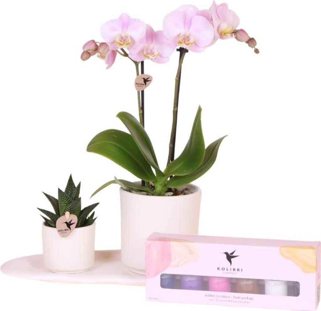 Kolibri Company | Creatives Geschenkset | Rosa Portugal Orchidee Ø9cm + Grünpflanze Ø6cm – inkl. Übertöpfe, Farbe, Pinseln & Tablett – fri...