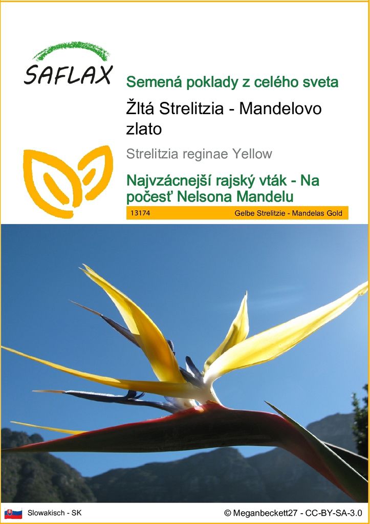 SAFLAX - Žltá Strelitzia - Mandelovo zlato - Strelitzia Obrázok produktu 