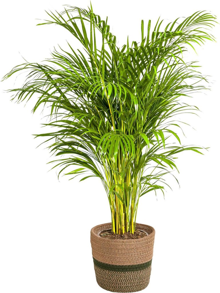 Goldfruchtpalme - Dypsis Areca Lutescens inkl. Naturkorb - Produktbild 