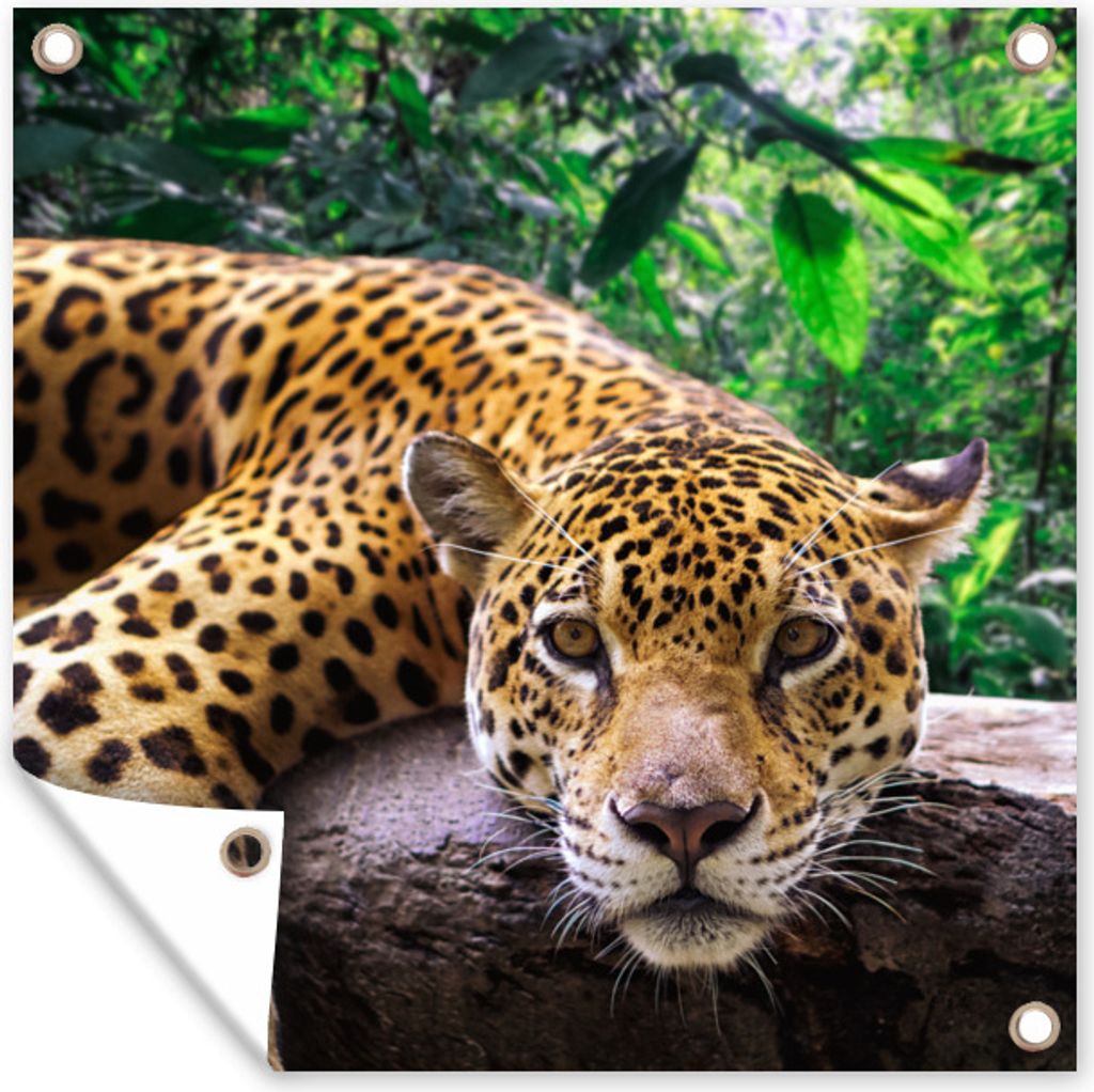 MuchoWow 50x50 cm Outdoor-Poster Gartendeko Sichtschutz Garten Poster für den Garten Jaguar ruht