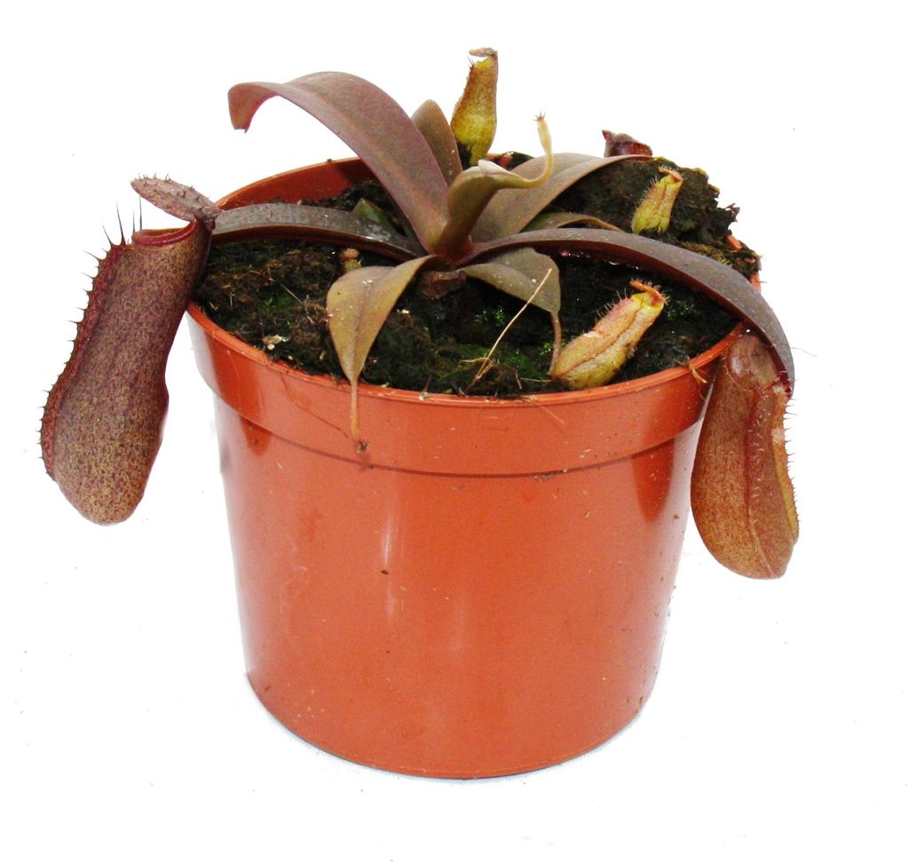 Rotblättrige Kannenpflanze - Nepenthes - 9cm Produktbild 