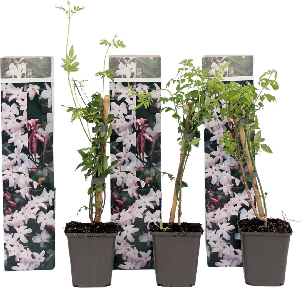 Jasmin - 3 Stk - Jasminum 'Officinale' - Höhe 25-40cm - Produktbild 1