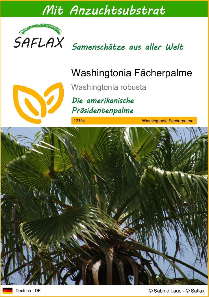 SAFLAX - Washingtonia Fächerpalme - 12 Samen - Mit keimfreiem Anzuchtsubstrat - Washingtonia robusta