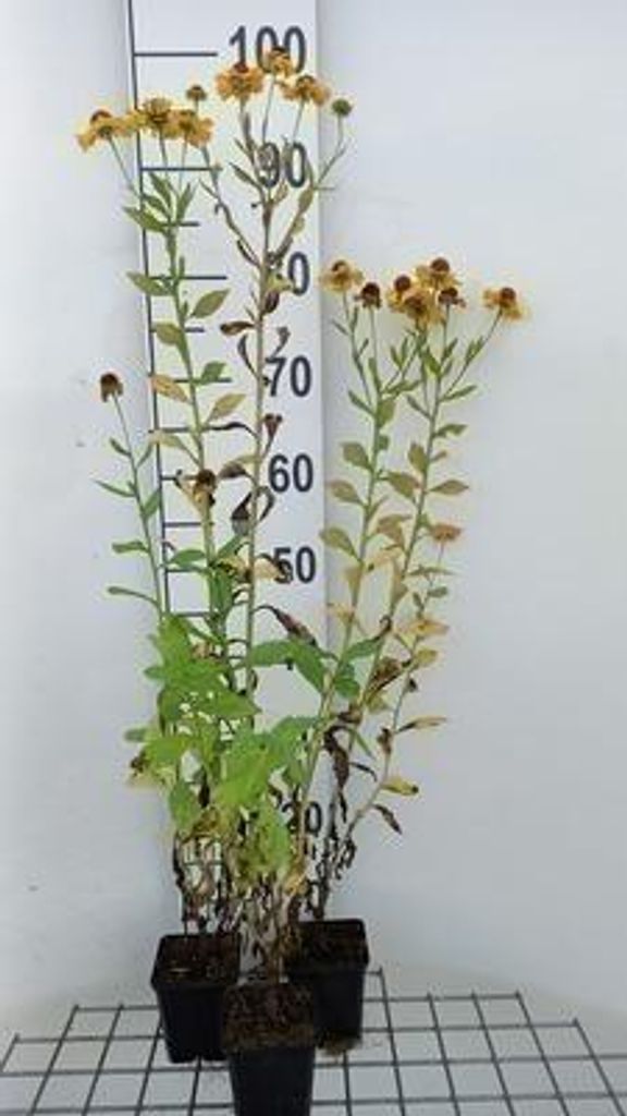 6 x Helenium hybr. 'Goldrausch' - Sonnenbraut - Topf 9 x 9 cm