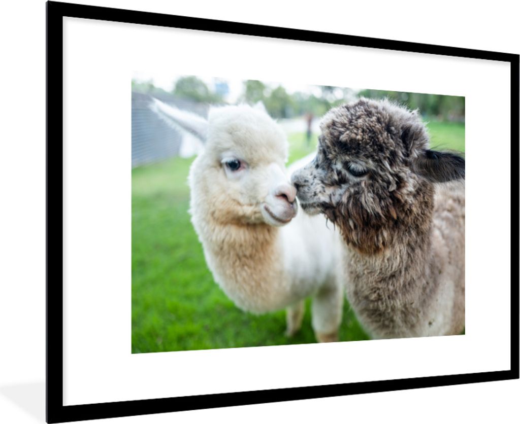 MuchoWow MuchoWow Gerahmtes Poster Liebe - Alpaka - Stofftier 90x60 cm - Poster mit zchwarzem Bilderrahmen - Wanddekoration - Fotos