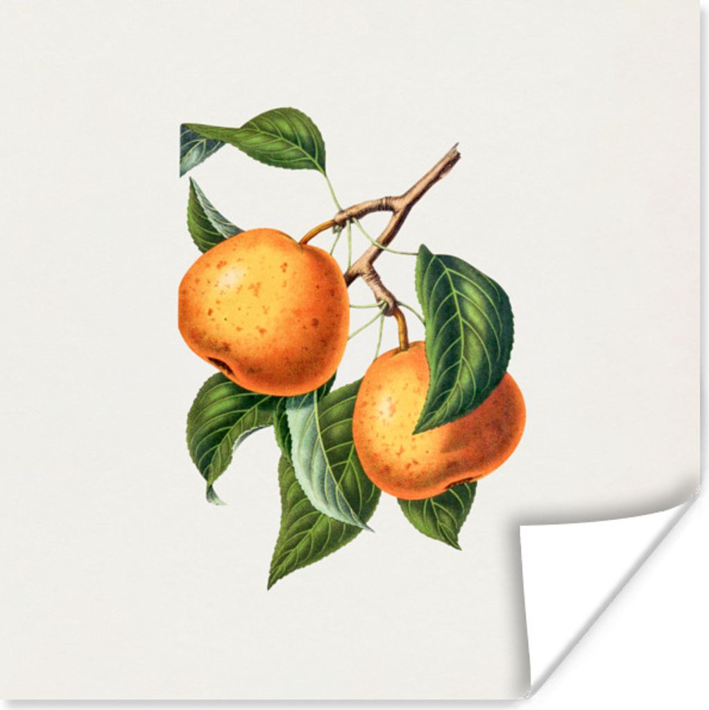 MuchoWow Poster Obst - Orange - Jahrgang 75x75 cm - Wand Dekoration