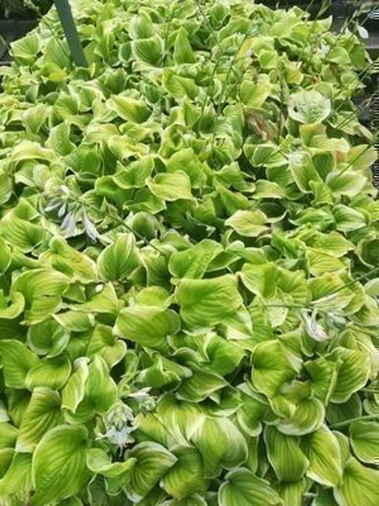 6 Hosta hybr. Fragrant Bouquet - Plantes vivaces en pots de 9x9 cm