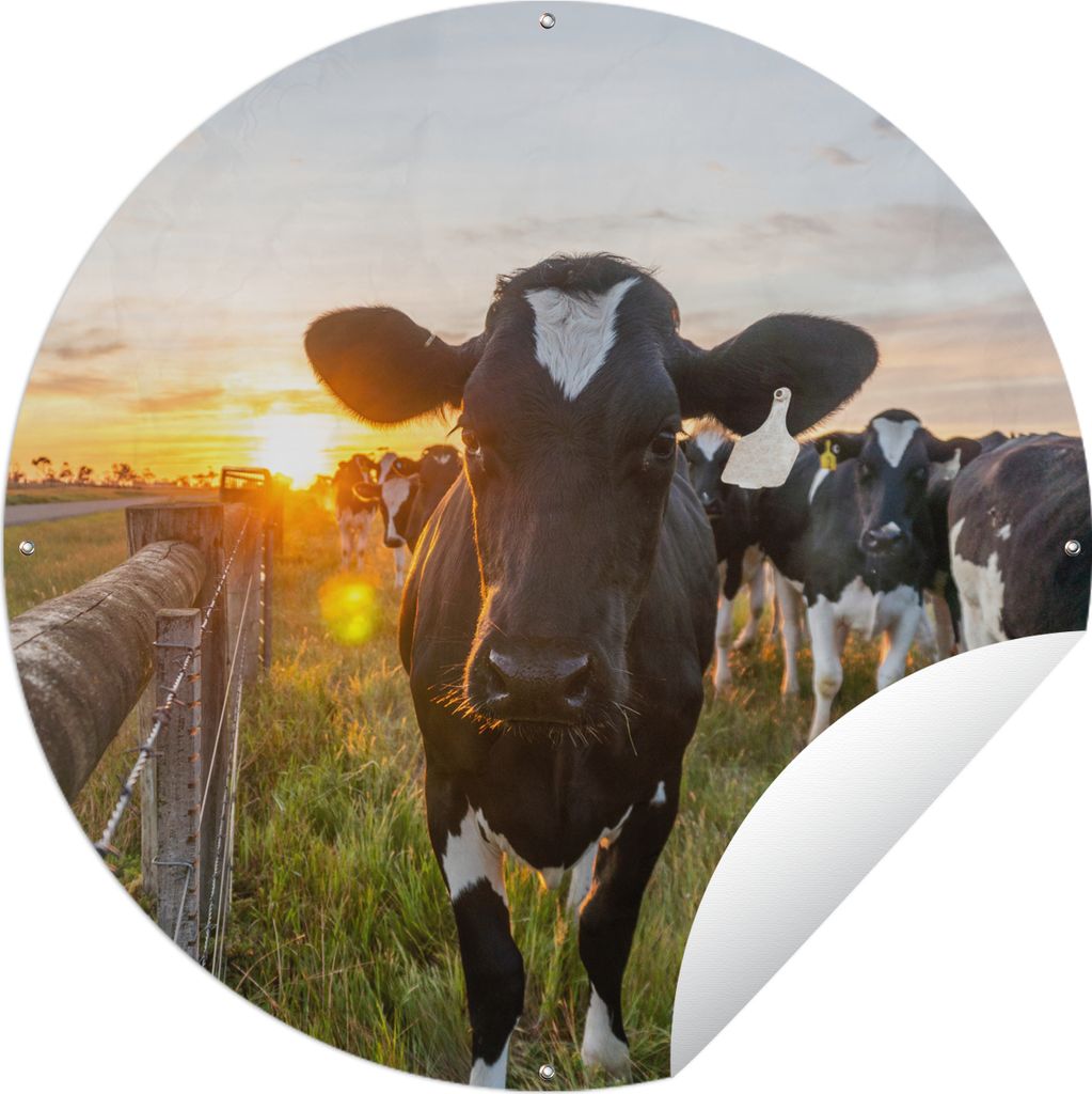MuchoWow Gartenposter Outdoor-Poster Rund Kühe - Sonne - Zaun Ø 90 cm Gartendeko Rundes Poster draußen