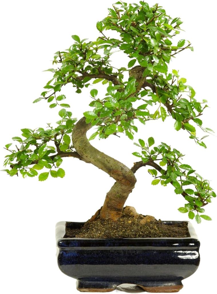 Bonsai Baum mit Keramik Blumentopf - Ligustrum, Ficus, Produktbild 