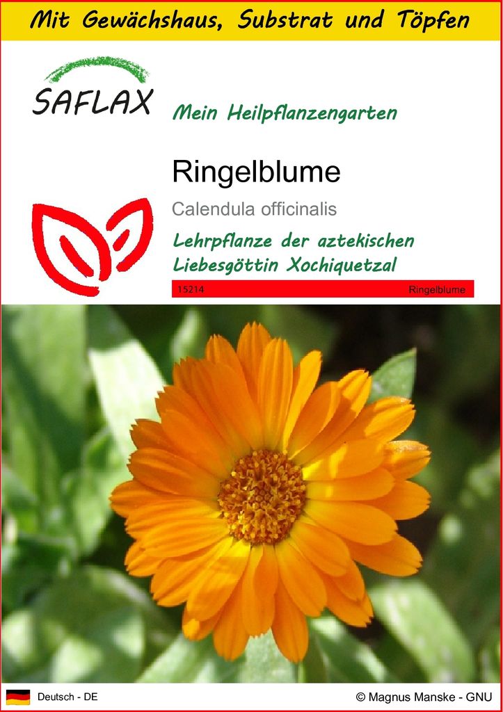 SAFLAX Anzucht Set - Ringelblume - Calendula officinalis - 50 Samen - Mit Mini-Gewächshaus, Anzuchtsubstrat und 2 Töpfen