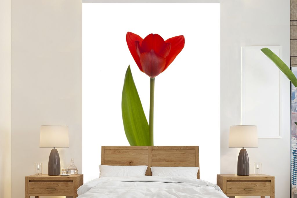 MuchoWow Fototapete für Wohnzimmer oder Schlafzimmer Wandtapete Vinyl Motivtapete Rote Tulpe vor weißem Hintergrund - 155x240 cm - Tapete