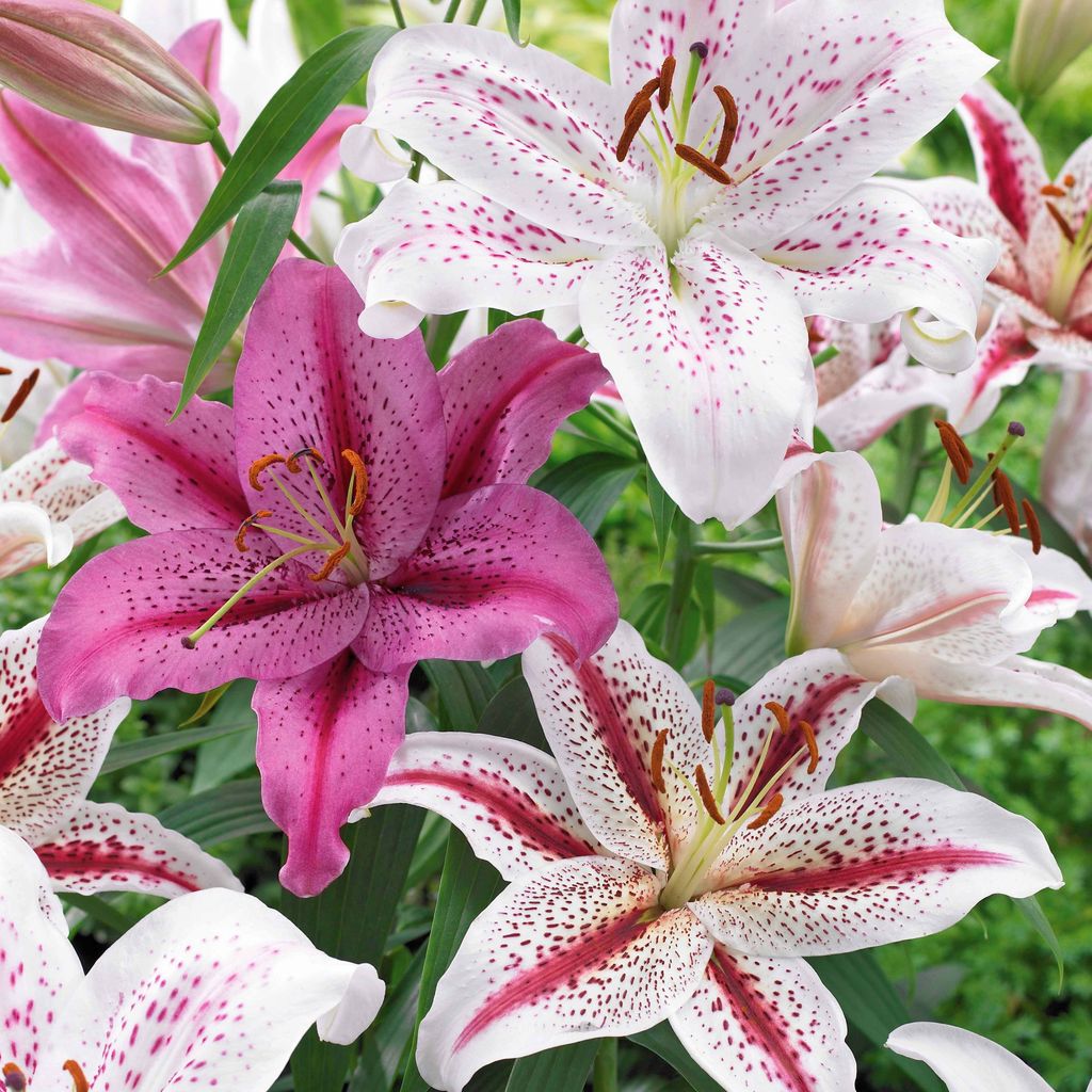 Bakker.com - Orientalische Tigerlilien Mischung (x6), Das beutel von 6 blumenzwiebeln / umfang 14-16cm, verkauft im 2er-Pac