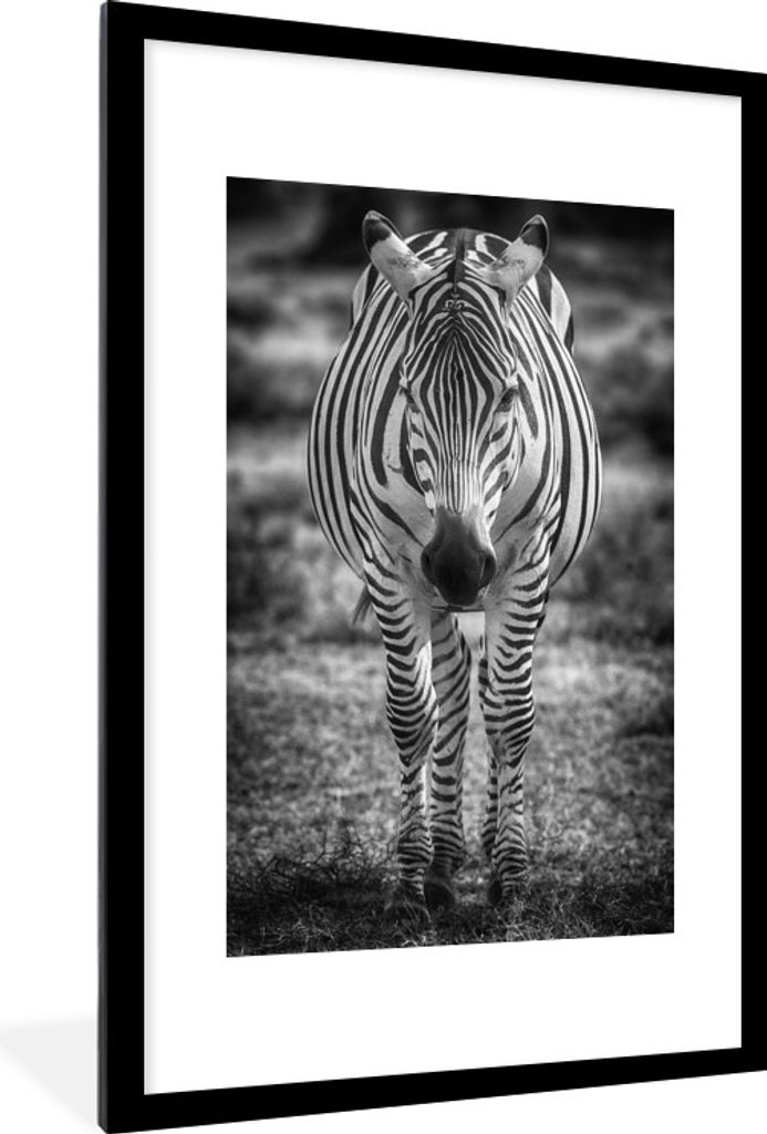 MuchoWow Gerahmtes Poster Zebra im Gras 60x90 cm - Poster mit Schwarzem Bilderrahmen Wandposter Rahmen Foto Bilder - Dekoration - Wandposter Wohn...