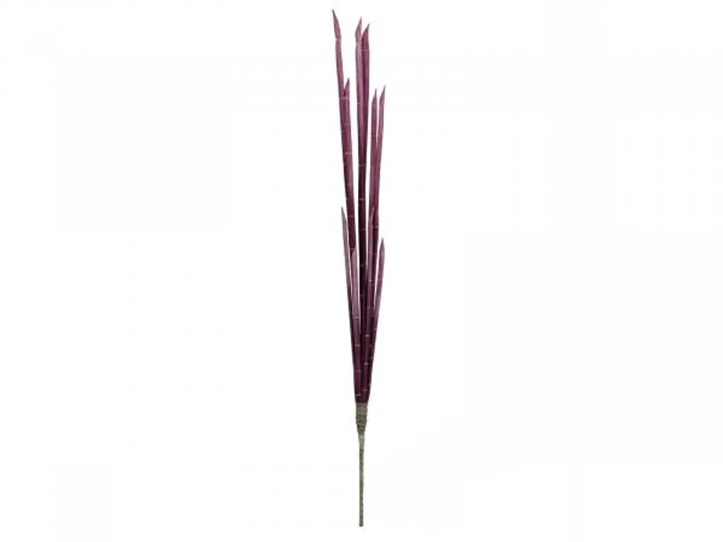 EUROPALMS Canna Magica Rosa - Porta i Tropici in Casa (134 cm)