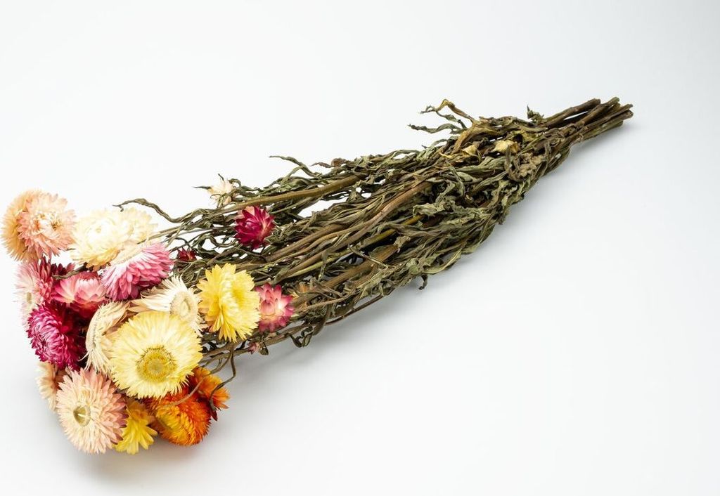 Helichrysum Mix im Bund, Länge ca. 50cm | getrocknete Strohblume