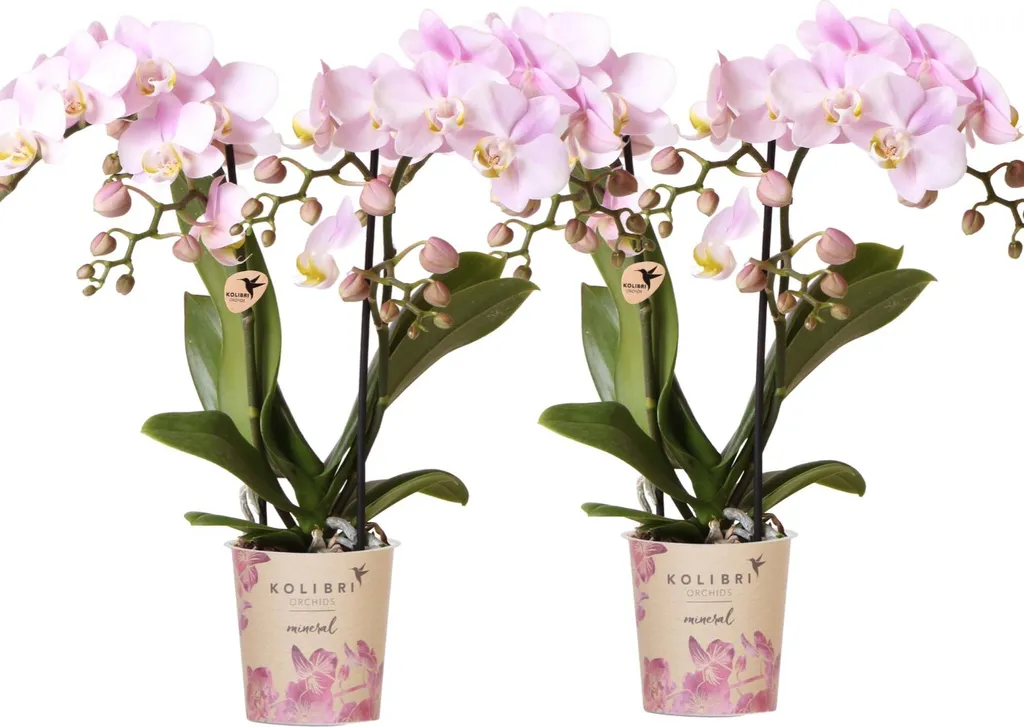 Lot de 4 Orchidées Phalaenopsis Roses Ø9cm - 2 à 3 Tiges par Plante