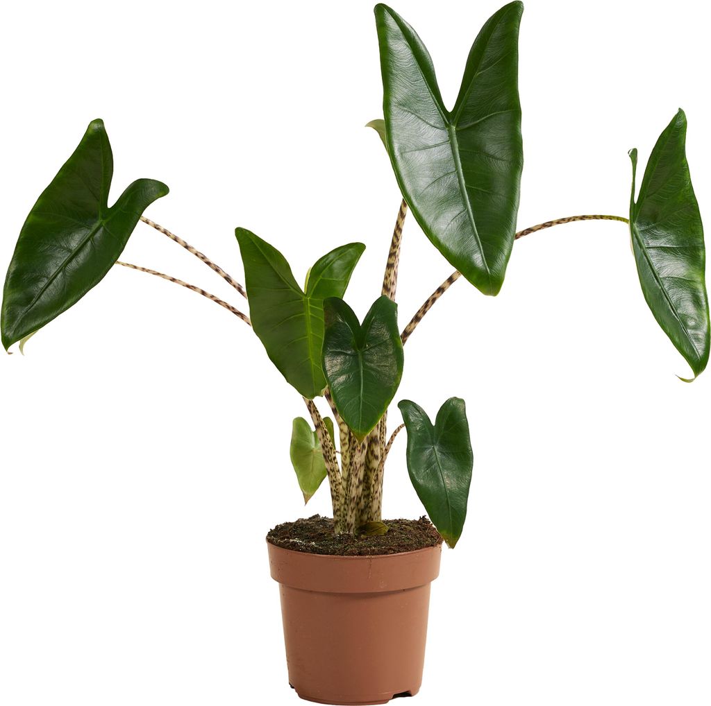 Alocasia Zebrina, Elefantenohr, Zimmerpflanze, 50-70 cm, Produktbild 