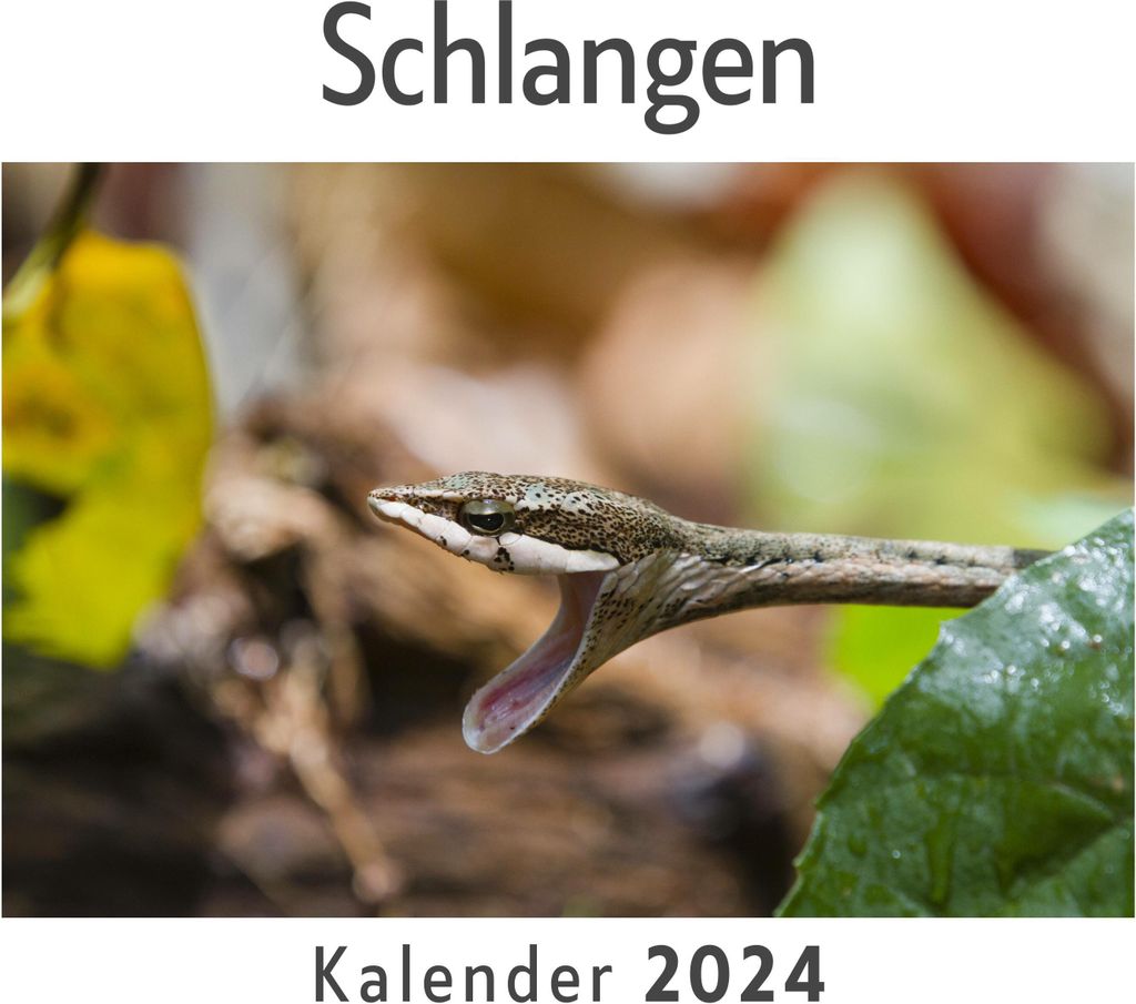 Schlangen (Wandkalender 2024, Kalender DIN A4 quer, Monatskalender im Querformat mit Kalendarium, Das perfekte Geschenk)