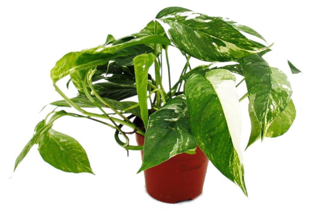Bielopruhovaný brečtan – Epipremnum variegata – Scindapsus Obrázok produktu 