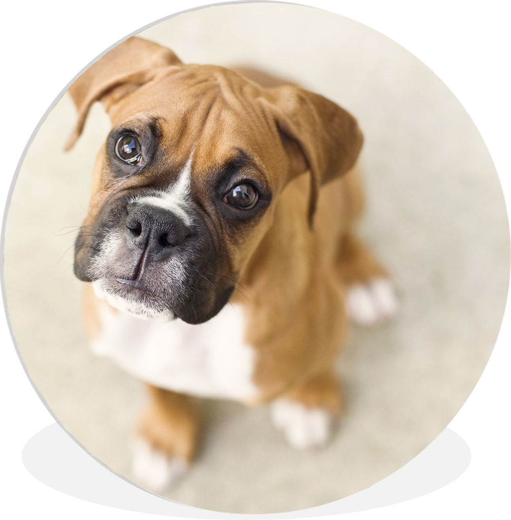 MuchoWow® Rundes Wandbild - Runde Bilder Boxerwelpe blickt Produktbild 
