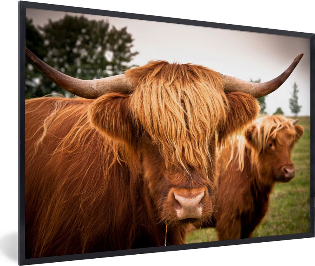 MuchoWow MuchoWow Gerahmtes Poster Schottische Hochlandrind - Braun - Gras 60x40 cm - Poster mit zchwarzem Bilderrahmen - Printing - Wanddeko S...