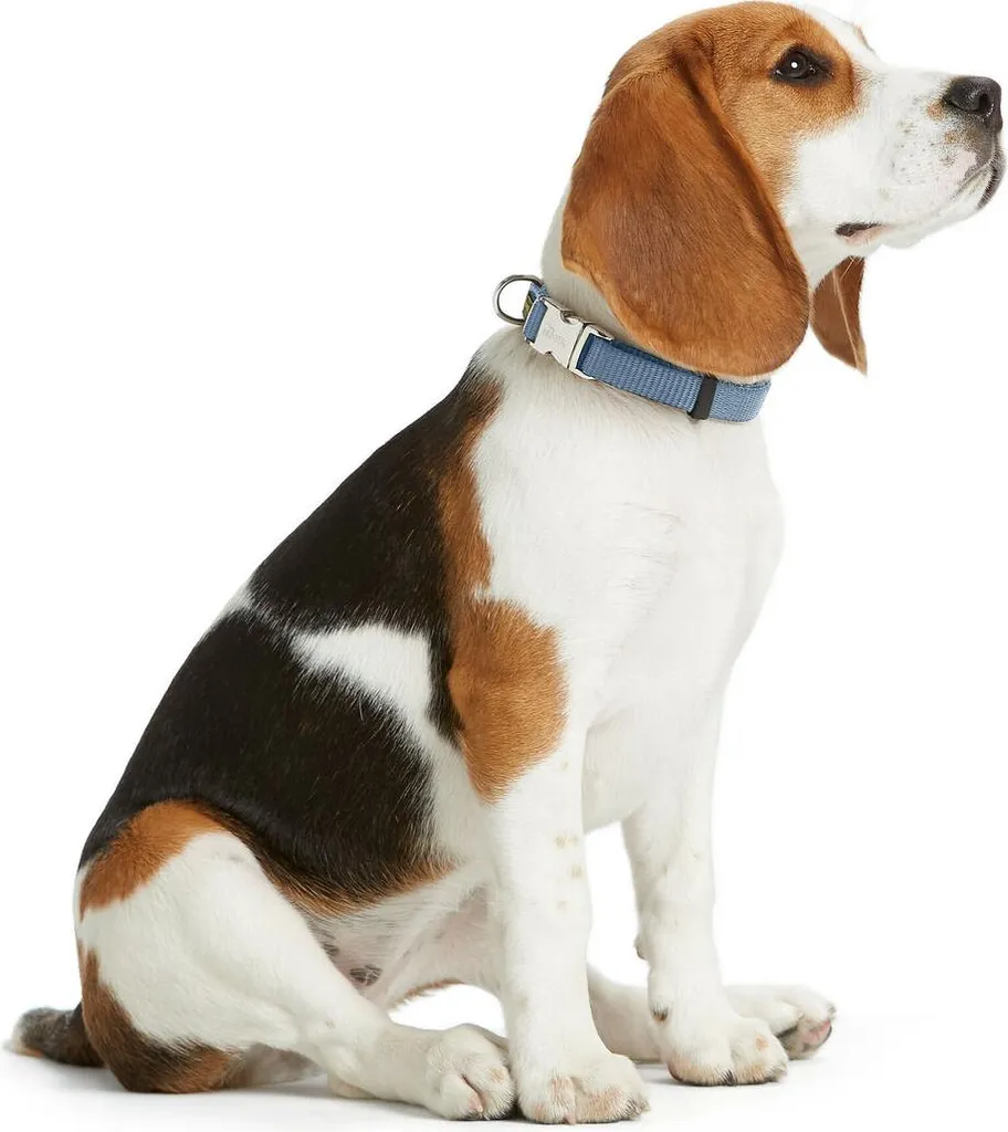 Hunter VARIO BASIC Blu L 40-55 cm | Collare Cane Nylon Resistente