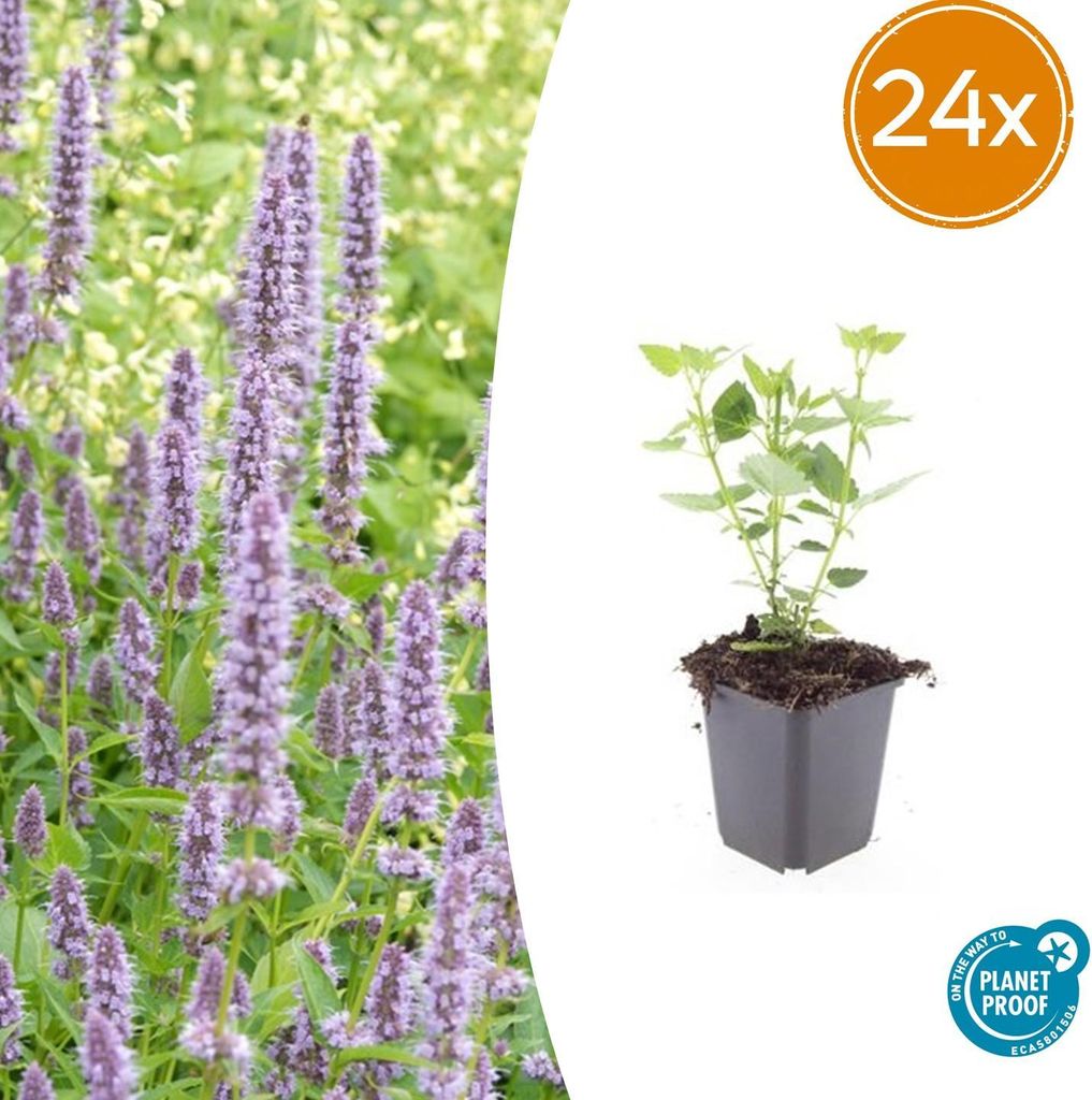 Agastache 'Blue Fortune' | 24 Stück - 10-25cm - Ø9cm - Gartenpflanze