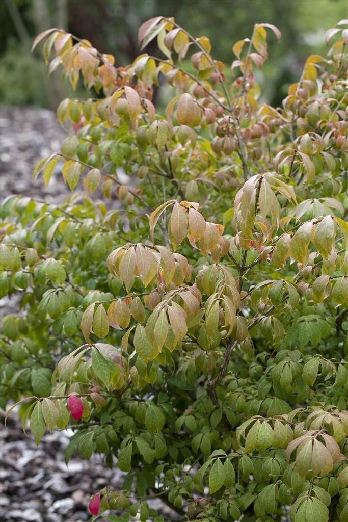 Euonymus alatus 'Compactus', Flügel-Spindelstrauch, 60–80 Produktbild 