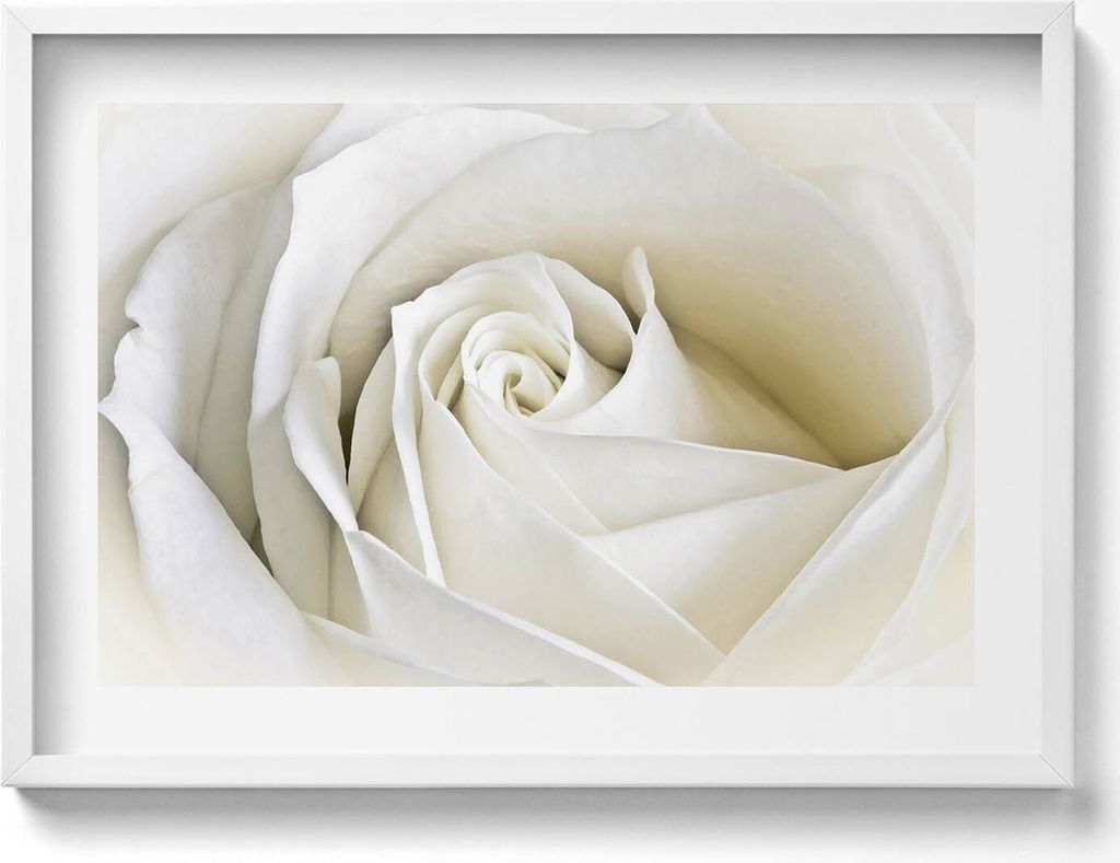 Zarte weiße Rosenblüten– Wandbild mit Rahmen – Gerahmtes Bild – Wanddekoration – 70x50 cm – Schwarz Rahmen