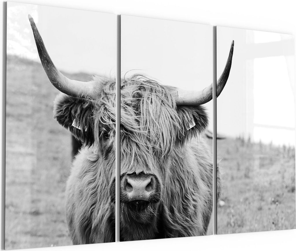 DEQORI Glasbilder Acryl 3x50x100 cm 'Zotteliges Hochlandrind' Wandbilder XXL groß