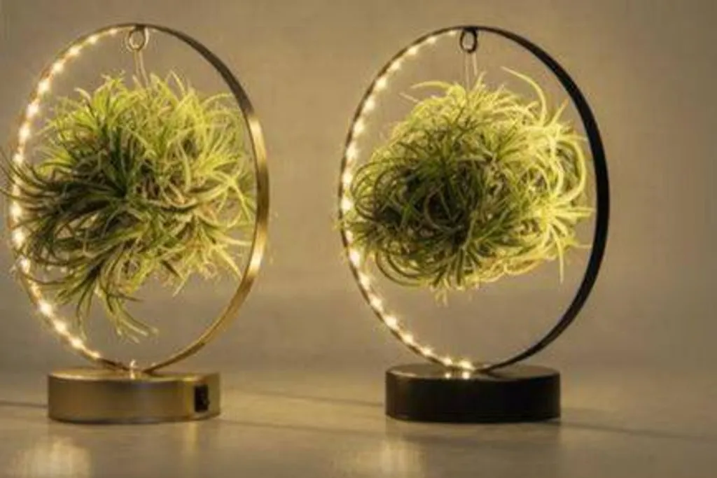 Tillandsia Plante Sans Terre Anti-Salissure Éclairage LED Mix