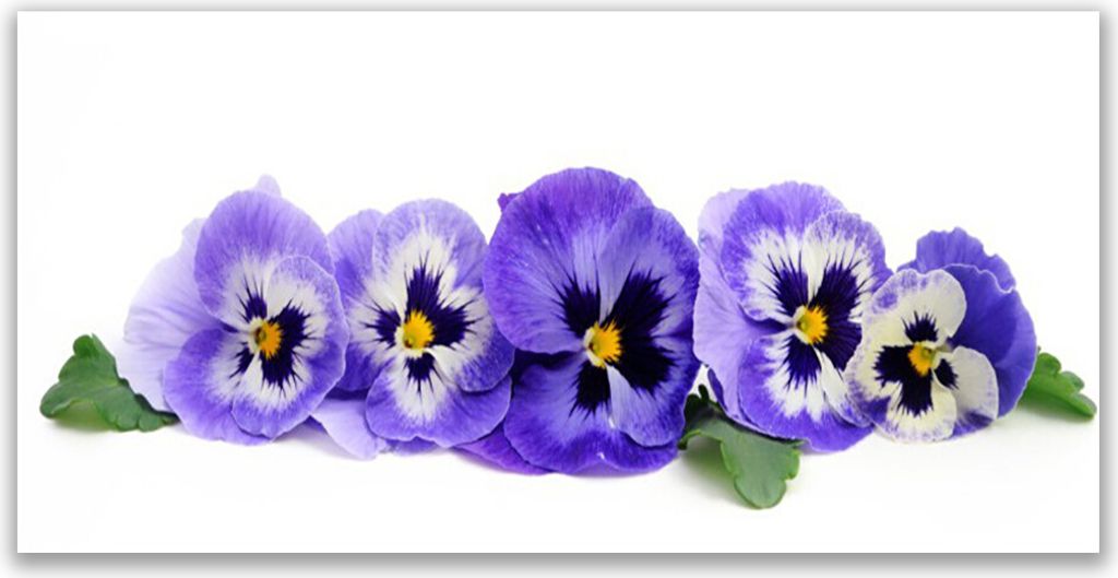 Tulup Leinwand-Bilder 120x60 Wandbild Canvas Kunstdruck Blumen Blätter Pflanzen