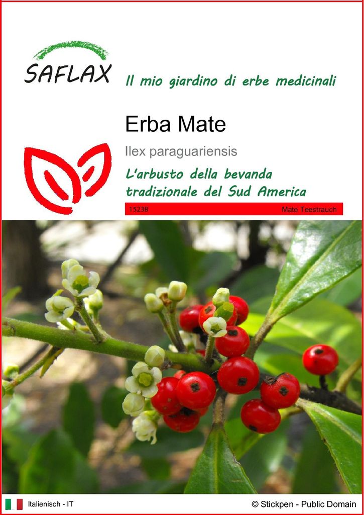 SAFLAX  - Erba Mate - 10 semi - Ilex Immagine del prodotto 