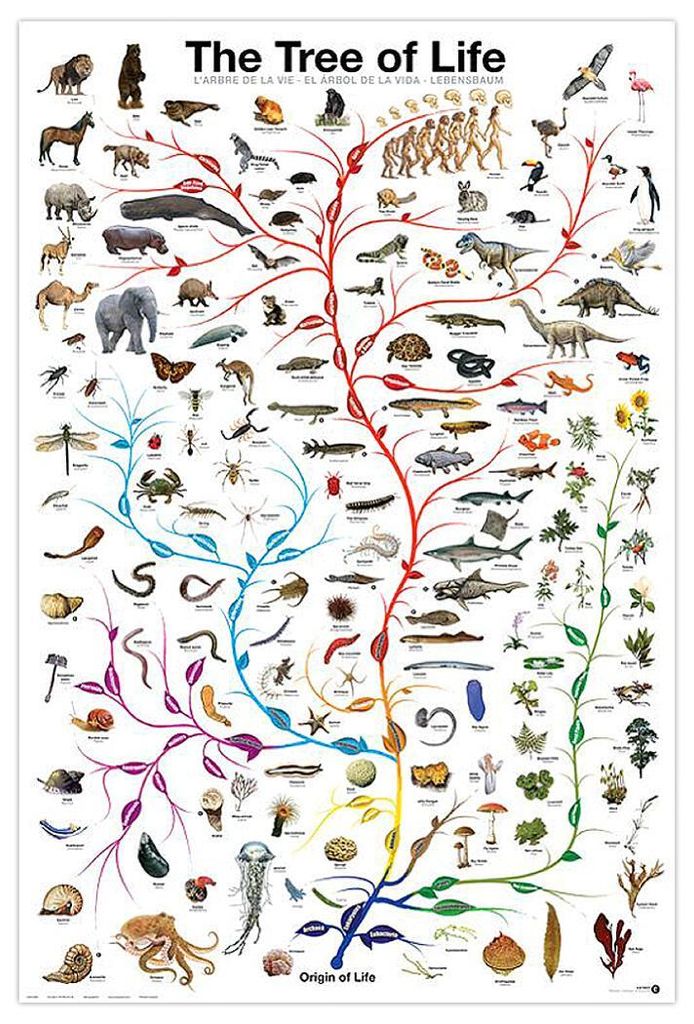 Lebensbaum Poster The Tree of Life + Ü-Poster Produktbild 