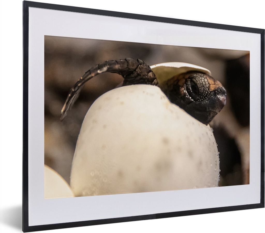 MuchoWow MuchoWow Gerahmtes Poster Schildkröte - Baby - Ei 40x30 cm - Poster mit zchwarzem Bilderrahmen - Bilderrahmen - Poster im Rahmen