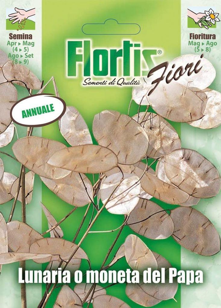 Silberblatt | Silberblattsamen von Flortis Produktbild 