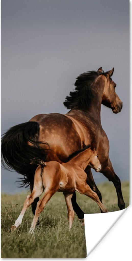 MuchoWow Poster Tiere - Pferde - Fohlen 80x160 cm - Kinderzimmer