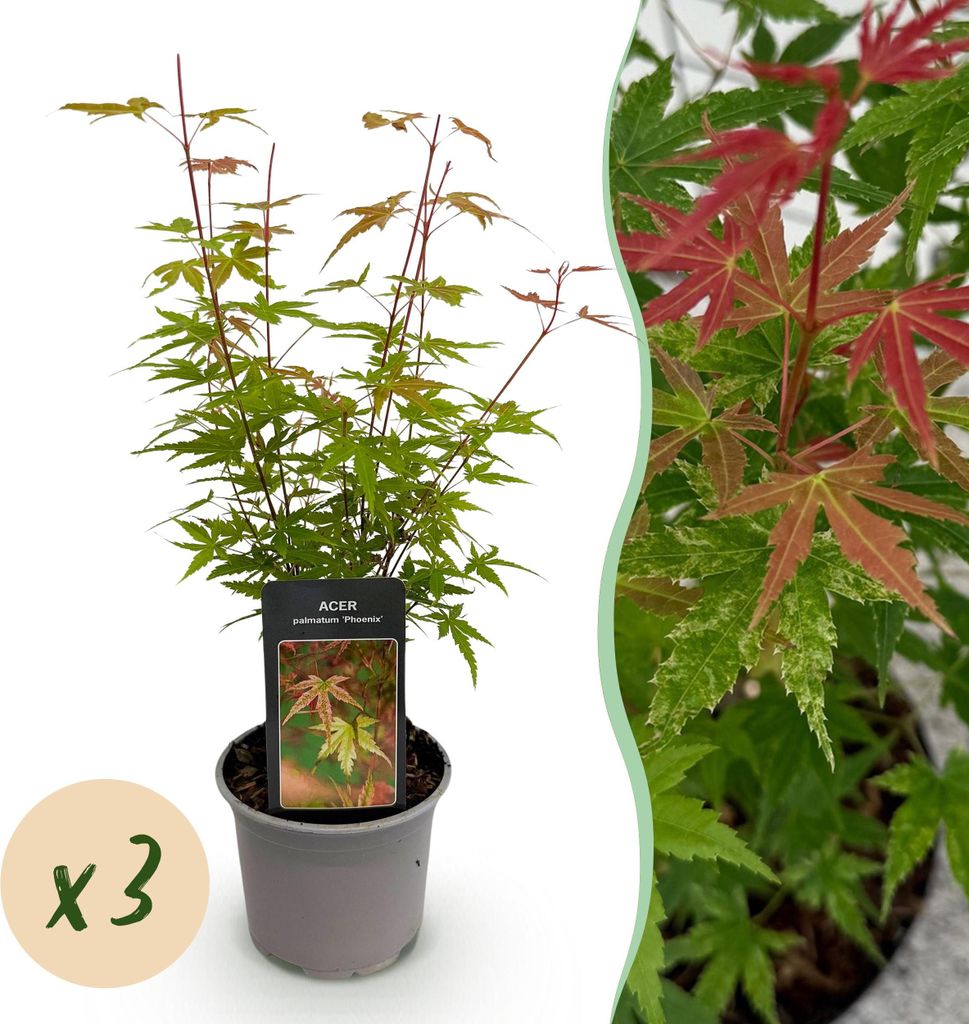 Acer palmatum Phoenix - Rosa - 3 Pflanzen - Laubabwerfend - Pflegeleicht - 25-35cm - Ø12cm - Gartenpflanze